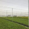 2850bl-robuxta-ldf-white-nursery-sudafrica